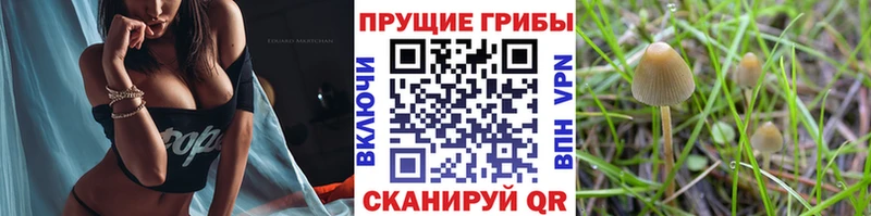 где можно купить   Белёв  Псилоцибиновые грибы GOLDEN TEACHER 